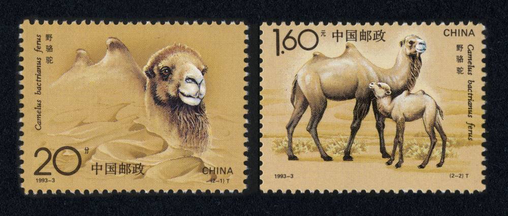 1993-3 野骆驼邮票